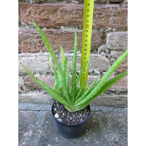 Aloe vera var. chinensis caespitosa 20 cm, cactus, pianta grassa