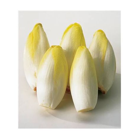 CHICOREE WILTLOOF ATLAS HF1 - 3 G