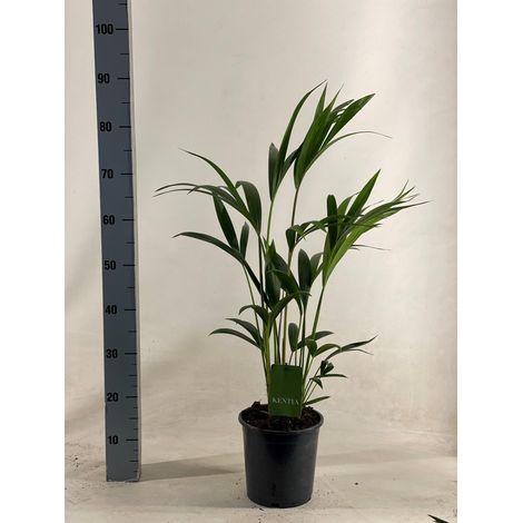 Palmier Kentia Howea Forsteriana - Plante d'Intérieur Verte - Ø19 cm - Hauteur 90 cm - PANGIVO