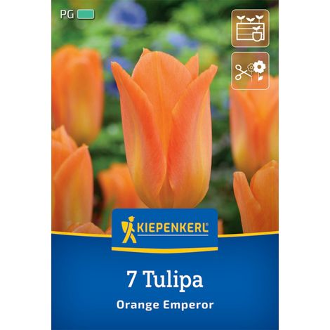 Kiepenkerl Herbstblumenzwiebel Fosteriana-Tulpe Orange Emperor 7 Pflanze (1/2)