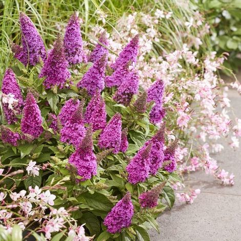 Buddleia d. Candy Little Cerise – Lot de 2 – Buddleia nain – Pot de 3 litres – Fleurs rose-rouge
