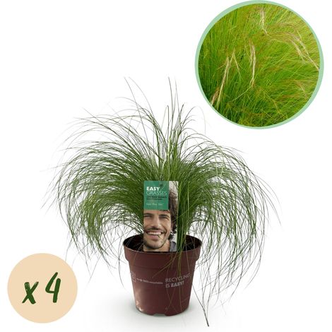 Lot de 4 Graminées Ornementales Stipa tenuifolia Pony Tails Vertes Persistantes Pot 17cm H50cm - PANGIVO (1/5)