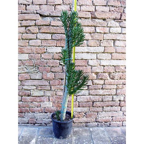 Austrocylindropuntia subulata ramificata 110 cm, cactus, pianta grassa
