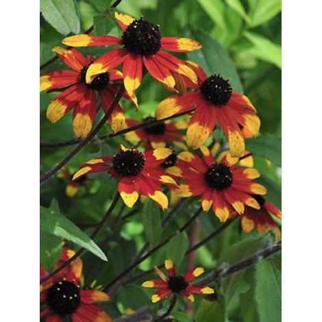 Rudbeckie 'Prairie Glow' Godet de 8/9 cm (1/2)