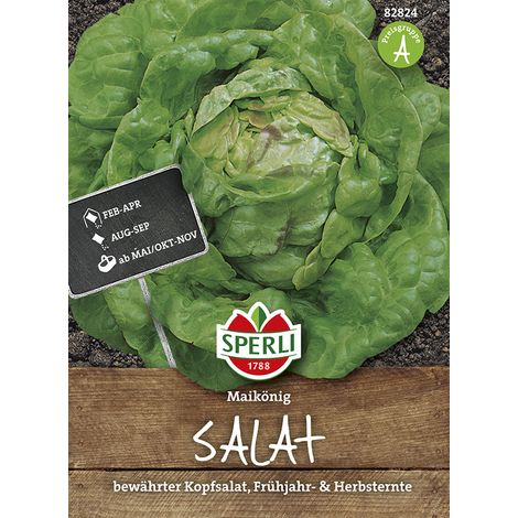 Sperli – Laitue pommée Maikönig (Lactuca sativa) – Graines de légumes, culture précoce et tardive, hauteur env. 20 cm (1/2)