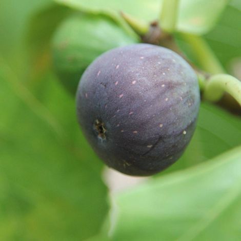 Figuier Noir de Caromb, Ficus carica/Pot de 7,5L - 60/80 cm
