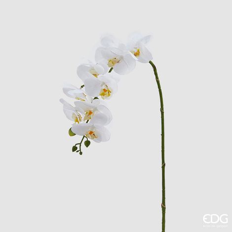 EDG Enzo De Gasperi Orchidea Phalaenopsis Real Ramo Artificiale H 76 Cm White