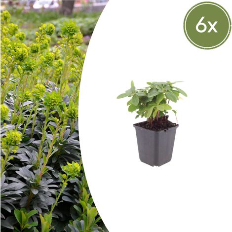 Lot de 6 Euphorbes des bois Robbiae Couvre-sol Persistant Fleurs Jaune-Vert 10-25 cm Ø 9 cm - PANGIVO (1/5)