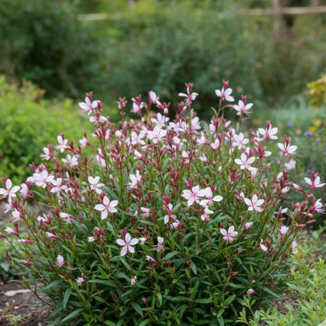 Gaura Emmeline Pink Bouquet/Godet - 5/20 cm