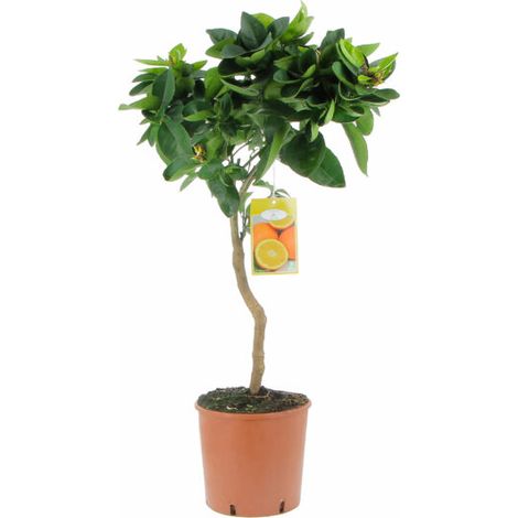Citrus Sinensis - Arancio Dolce - Piante da Frutto Vere da Esterno - H 70-80 cm Vaso Ø 20 cm (1/4)