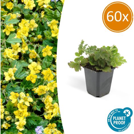 60 Waldsteinia ternata - Couvre-sol Persistant à Fleurs Jaunes - Pot Ø9cm - H 10-25 cm - PANGIVO (1/5)