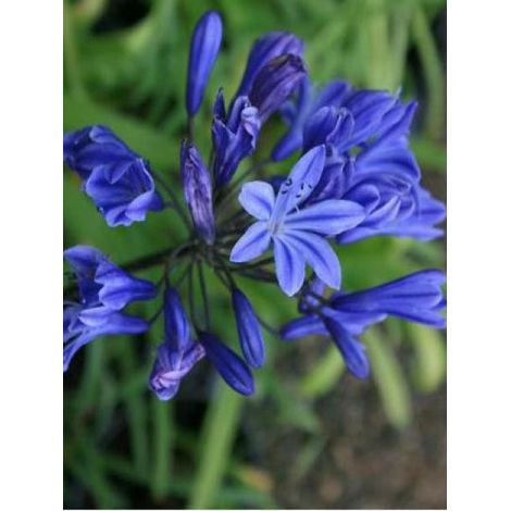 Agapanthe 'Tornado' Godet de 8/9 cm