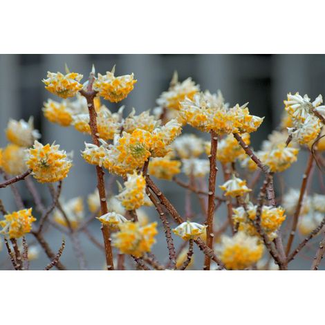 Edgeworthia chrysantha foto reale h 50cm arbusto della carta (1/3)