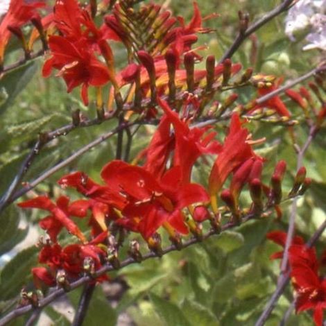 Crocosmia masoniorum, Montbretia/Godet - 5/20 cm