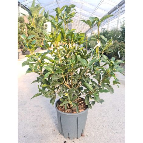Gardenaria Osmanthus fragrans - Arbusto ornamentale da giardino - Altezza: 80/100 cm (vaso 24)