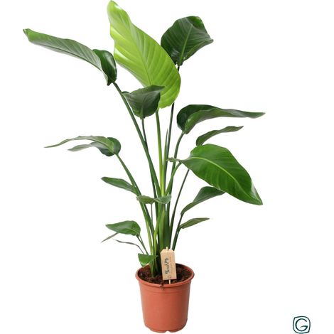 Strelitzia Nicolai Oiseau de Paradis Blanc Plante d'Intérieur Grandes Feuilles Ø21 cm H100 cm - PANGIVO