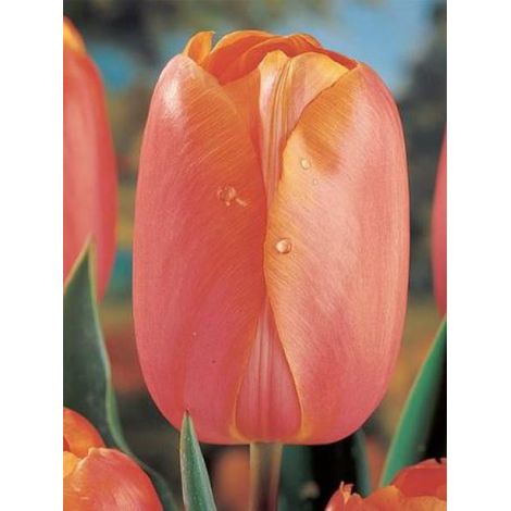 Tulipe simple tardive 'Dordogne' Bulbe calibre 11+ (par 10) (1/2)