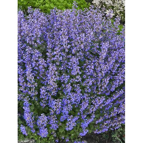 Herbe à chat, Chataire 'Purrsian Blue' Pot de 2L/3L