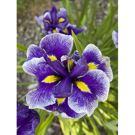 Iris japonais 'Crystal Halo' Godet de 8/9 cm
