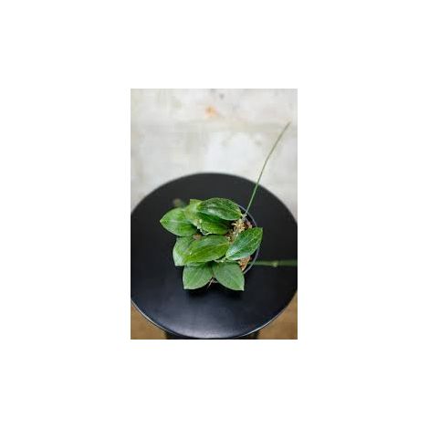 Hoya Fitchii in Vaso 8 cm - Pianta Tropicale da Interno Sempreverde
