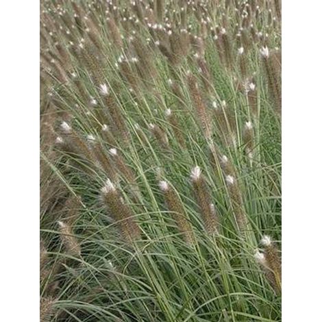 Herbe aux écouvillons japonicum Pot de 2L/3L
