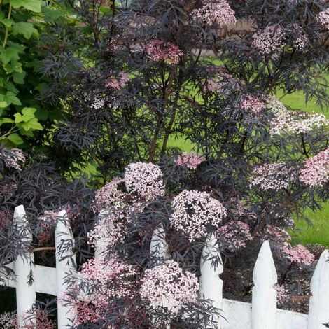 Sureau noir Black Lace® 'Eva' – Feuillage pourpre foncé découpé – Hauteur à maturité 3-4m – Ombelles de fleurs roses mellifères – Clematite.Net (1/5)