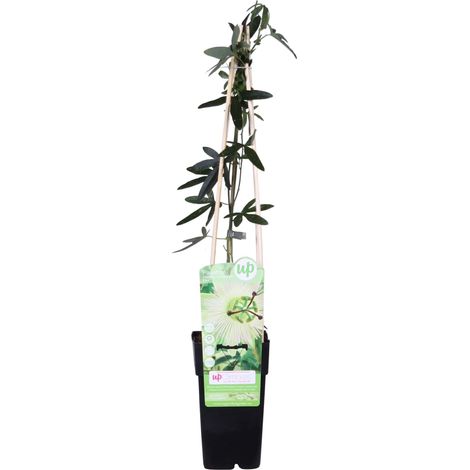 Passiflore 'Constance Elliot' - 50-60 cm pot (1/5)