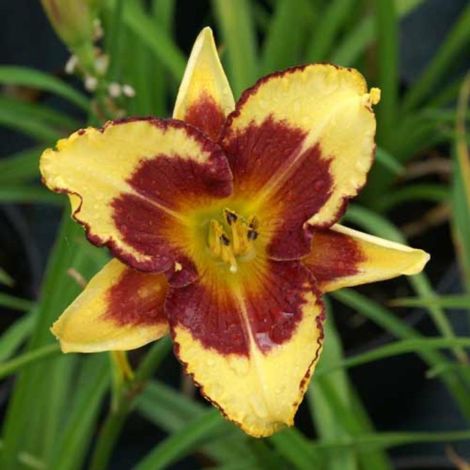 3 Hémérocalles 'Blueberry Cream' (Hemerocallis Blueberry Cream) (1/5)