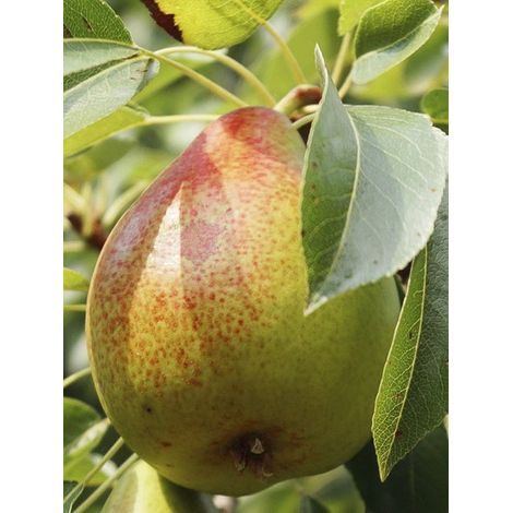 Poirier nain 'Garden Gem' Pot de 6L/7L, Nain