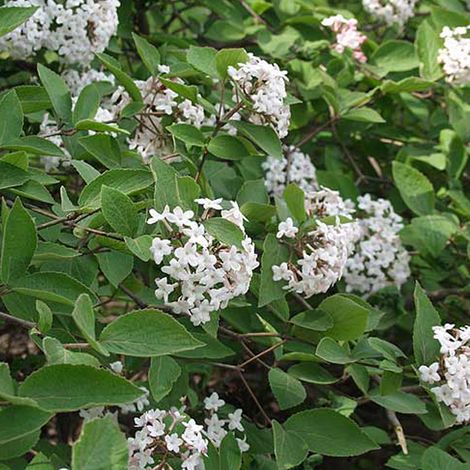 Viorne farreri - Viburnum farreri - 60-80 cm pot (1/5)