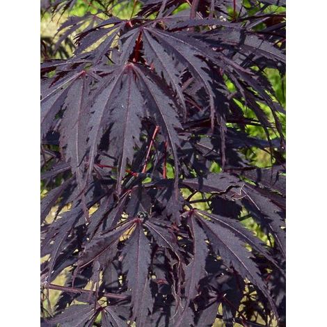 Érable du Japon 'Black Lace' Pot de 2L/3L