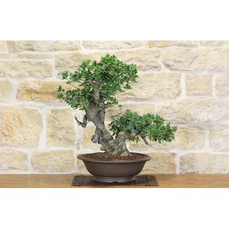 Bonsai di Phillyrea (29) (1/5)