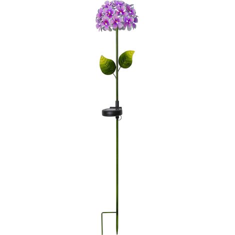 Star Trading Hortensia piquet solaire, rose