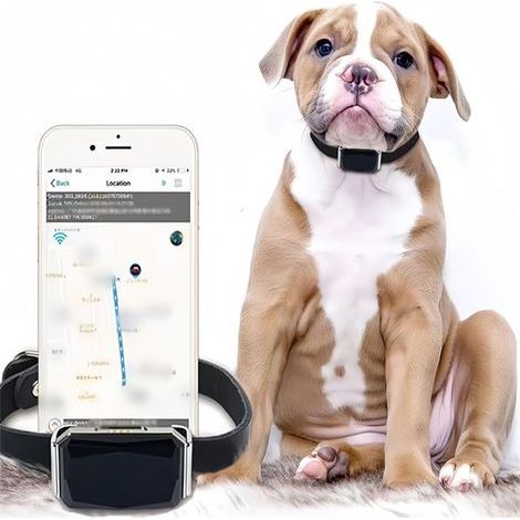 Collier GPS Tracker pour chien
