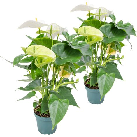 Bloomique - Lot de 2 - Anthurium - Plante flamant rose - Blanc - Plante d’intérieur - Dépolluante - 30-40 cm de haut - Pot 12 cm