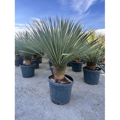 YUCCA ROSTRATA POT 50 H. TRONC 20/30
