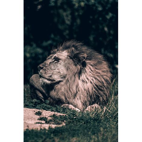 Tableau lion mon roi Toile imprimée (1/5)