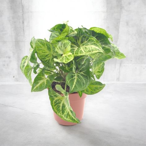 Gardenaria Syngonium 'Arrow' - Pianta da interno ornamentale - Altezza: 30 cm (vaso 14) (1/4)