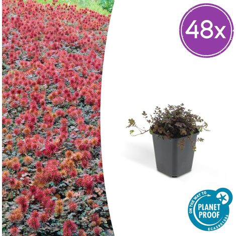 Lot de 48 Acaena microphylla Kupferteppich - Plante Couvre-sol Jardin et Rocaille - 10-25 cm Ø9cm - PANGIVO (1/5)