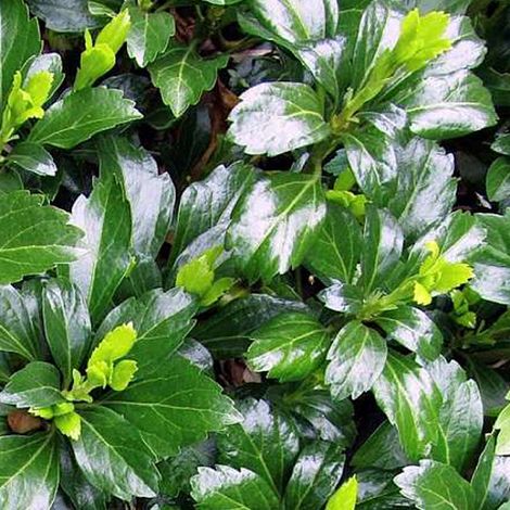 4 x Pachysandra terminalis 'Green Sheen' - godet 9x9 cm (1/4)
