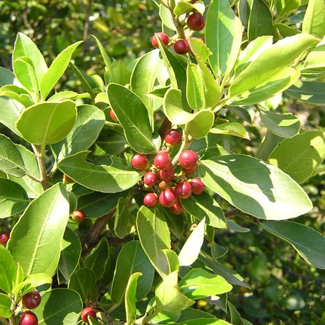 Rhamnus alaternus - alaterno - alveolo forestale (1/2)