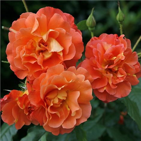 2 x Rosa - Rosier grimpante Kordes - Rosa 'Westerland'