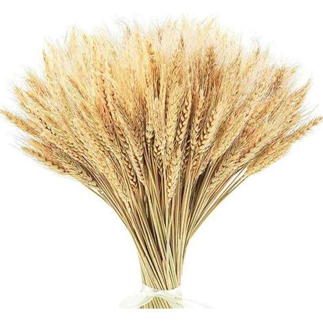 Tiges de Blé Séchées de 45 cm200 Tiges pour Décorations Bohèmes et Champêtres, Idéales pour Mariages, Fêtes et DIY (1/5)