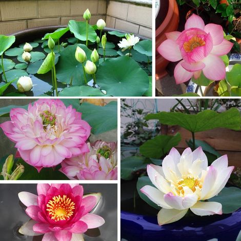 5 Graines de Lotus Aquatique, Fleur de Lotus pour Bassin, Lot de 5 Sachets de Semences, Plante d'Eau pour Jardin (1/5)