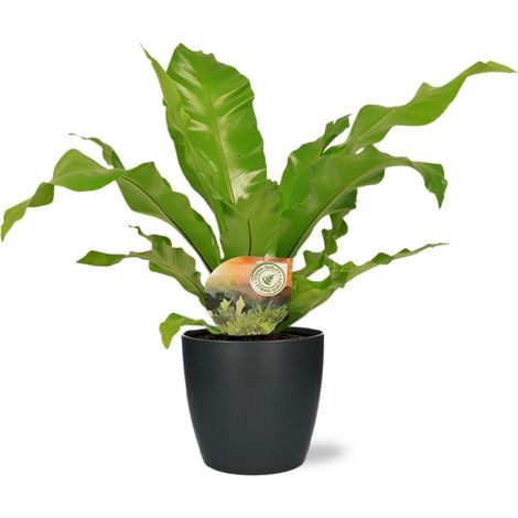 Asplenium Nidus Plante d'Intérieur Feuillage Large avec Pot Antracite 17cm 60cm - PANGIVO