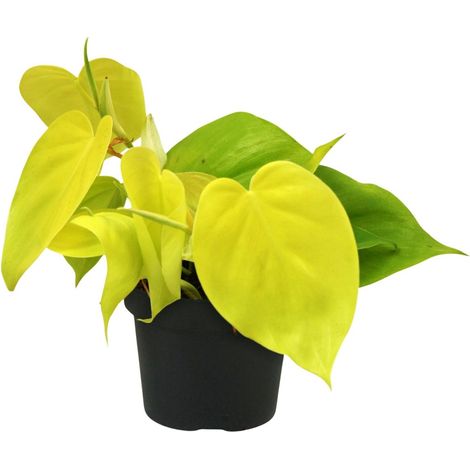 Philodendron Lime - Plante d'Intérieur Décorative - Feuillage Brillant - Ø 12 cm - H 20 cm - PANGIVO (1/4)