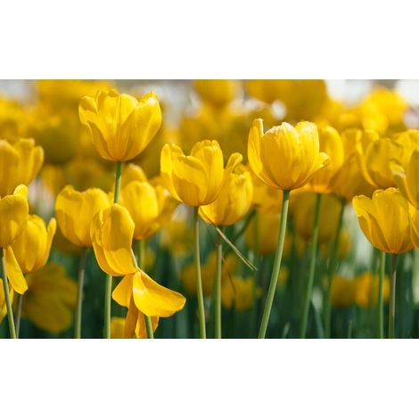 bulbi di TULIPANI GOLDEN APELDOORN 12+