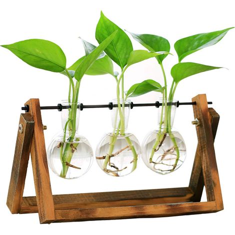 Terrarium À Bulbe - Support En Bois Rétro Avec Support Métallique Pivotant - Pour Plantes Hydroponiques - 3 Bocaux En Verre - Décoration Intérieure (1/5)