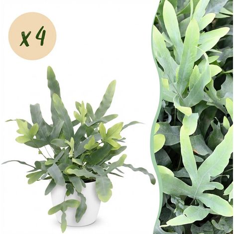 Phlebodium aureum Blue Star - Lot de 4 Fougères Bleues avec Pots Blancs 12cm - Plante d'Intérieur - PANGIVO (1/5)