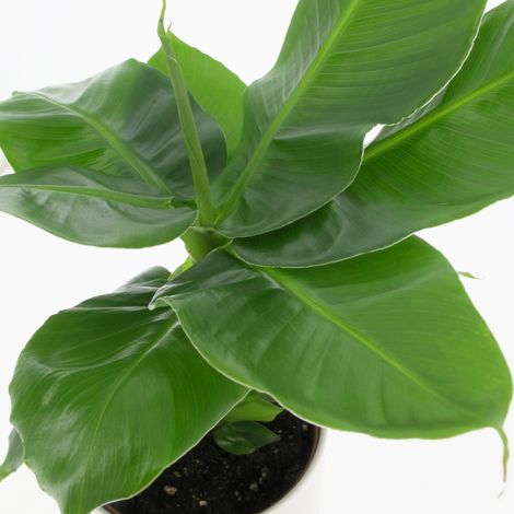 PIANTA MUSA DWARF CAVANDISH, VASO 17CM (1/2)